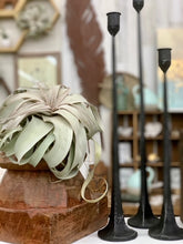 Load image into Gallery viewer, Air Plant ~ Jumbo Tillandsia Xerographica
