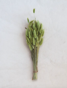 Natural Bunny Tail Stems / Sage