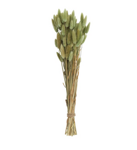 Natural Bunny Tail Stems / Sage
