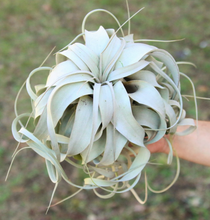 Load image into Gallery viewer, Air Plant ~ Jumbo Tillandsia Xerographica
