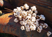 Load image into Gallery viewer, White Cotton Stems/Bunch
