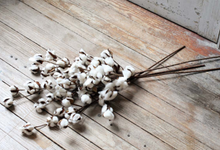 Load image into Gallery viewer, White Cotton Stems/Bunch
