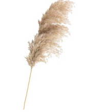 Load image into Gallery viewer, Pampas Grass Stems
